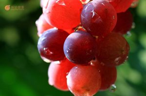 肝硬化的人可以多吃葡萄
