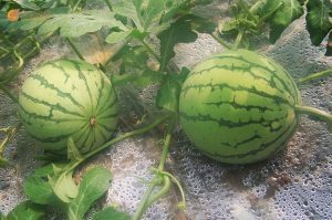 肝硬化的人多吃西瓜